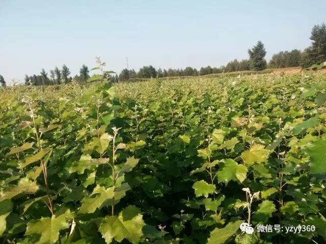 种植粮食一亩能赚多少钱,种植什么农作物一亩地能赚2000