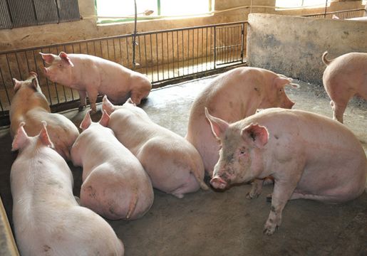 猪寄生虫对猪场的危害,猪寄生虫对母猪的危害