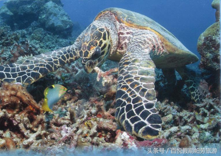 玳瑁：深蓝之下的独行者