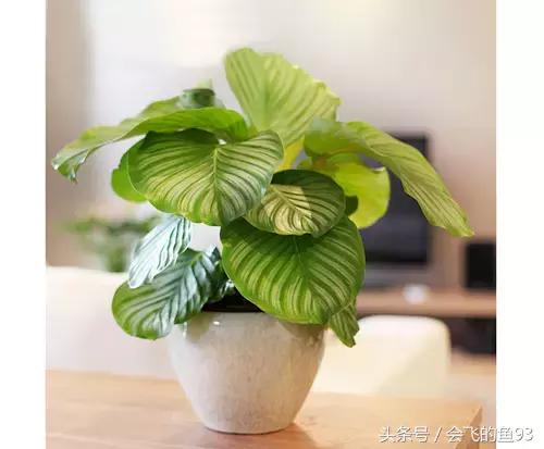 新房除甲醛哪种植物最好最有效,除甲醛最有效的方法要什么植物