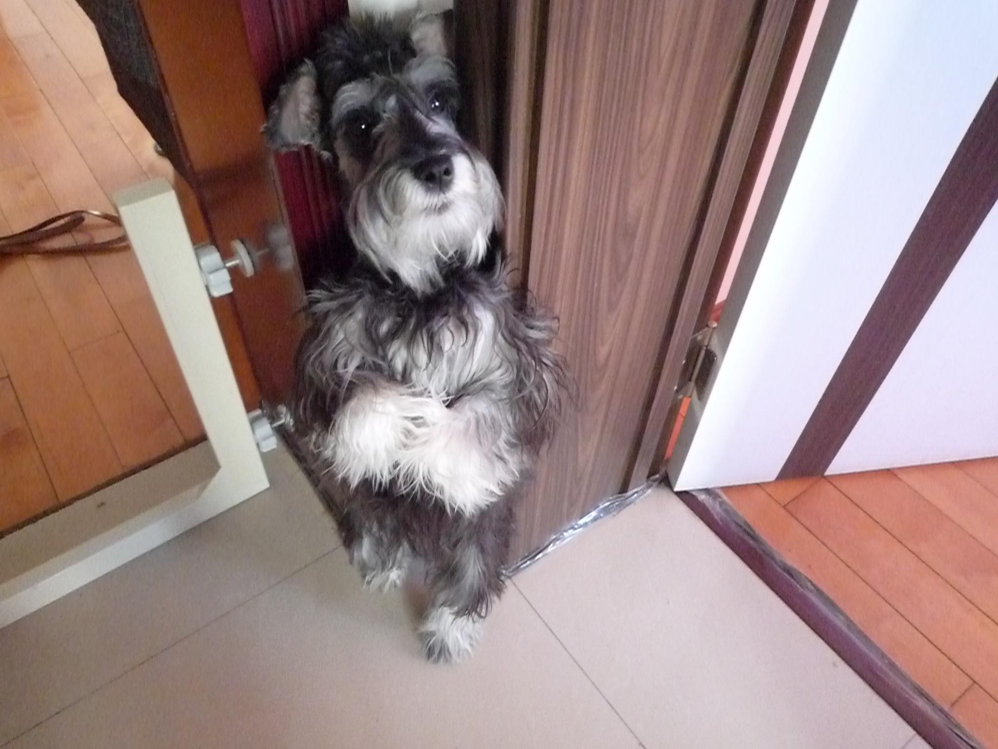 狗行为训错了怎么纠正,狗狗的行为纠正20期