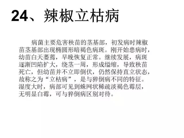 辣椒卷叶病虫害图谱及防治方案,辣椒病虫害大全