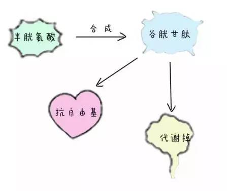 pola美白丸的正确吃法,pola美白丸一盒价格多少