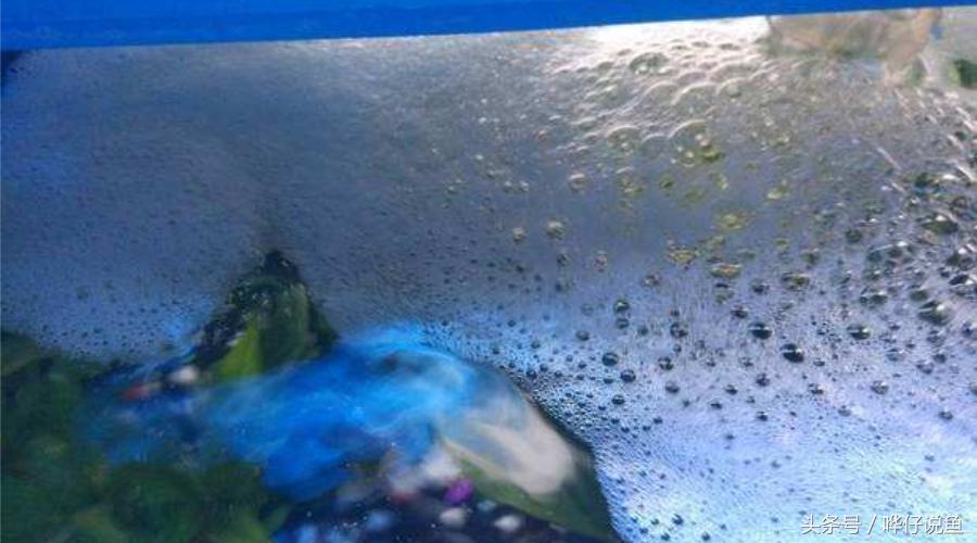 鱼缸里面有很多小泡泡会影响鱼吗,小金鱼鱼缸里面有泡泡什么原因