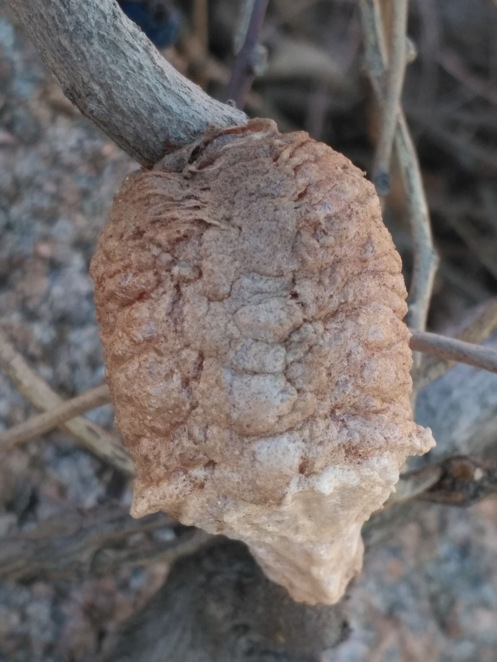 农村山里有什么特产,不起眼的农村土特产是什么