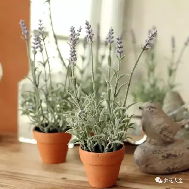 能驱虫的花,什么花养在家里可以净化空气