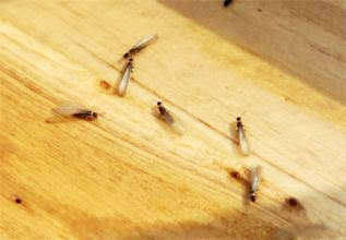 为什么橱柜里有虫,橱柜用什么材料防白蚁