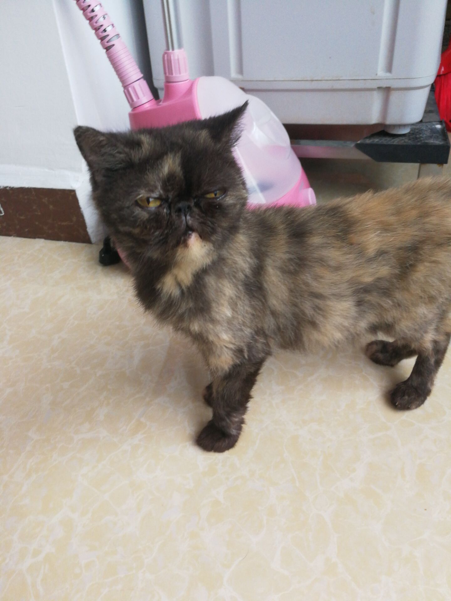 上网买一只布偶猫800元被骗,买猫被骗蓝眼白猫