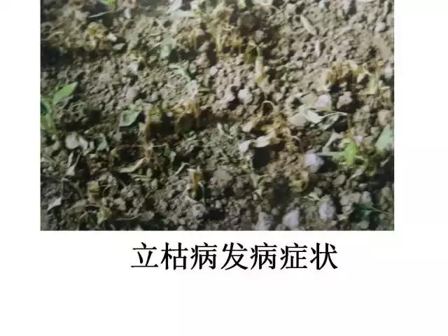辣椒卷叶病虫害图谱及防治方案,辣椒病虫害大全