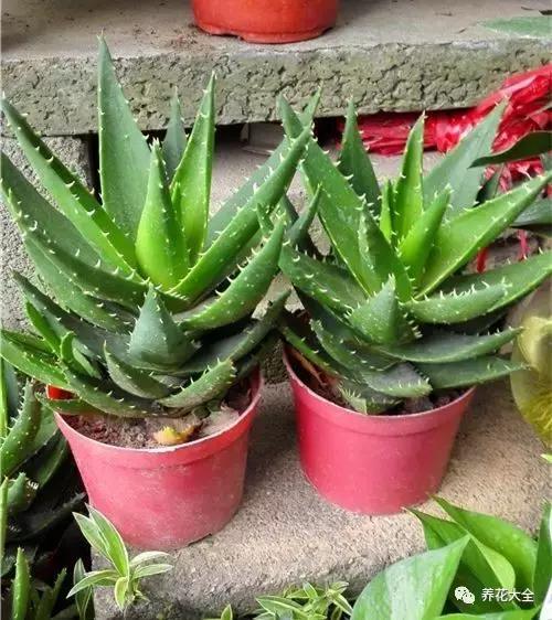 什么花驱虫又香,什么花驱虫又不伤人