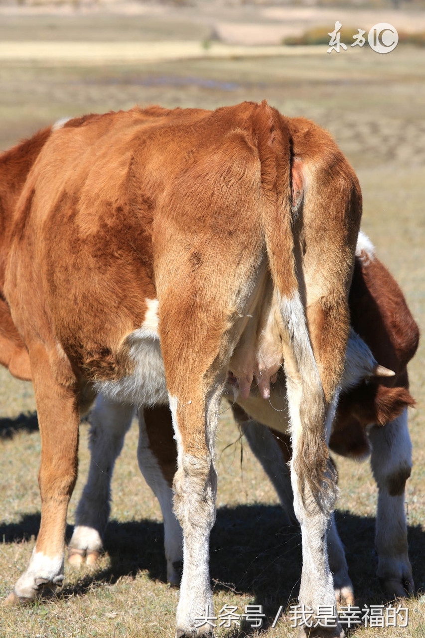 属牛的六零年出生今年多大,九七年属牛男几月出生好