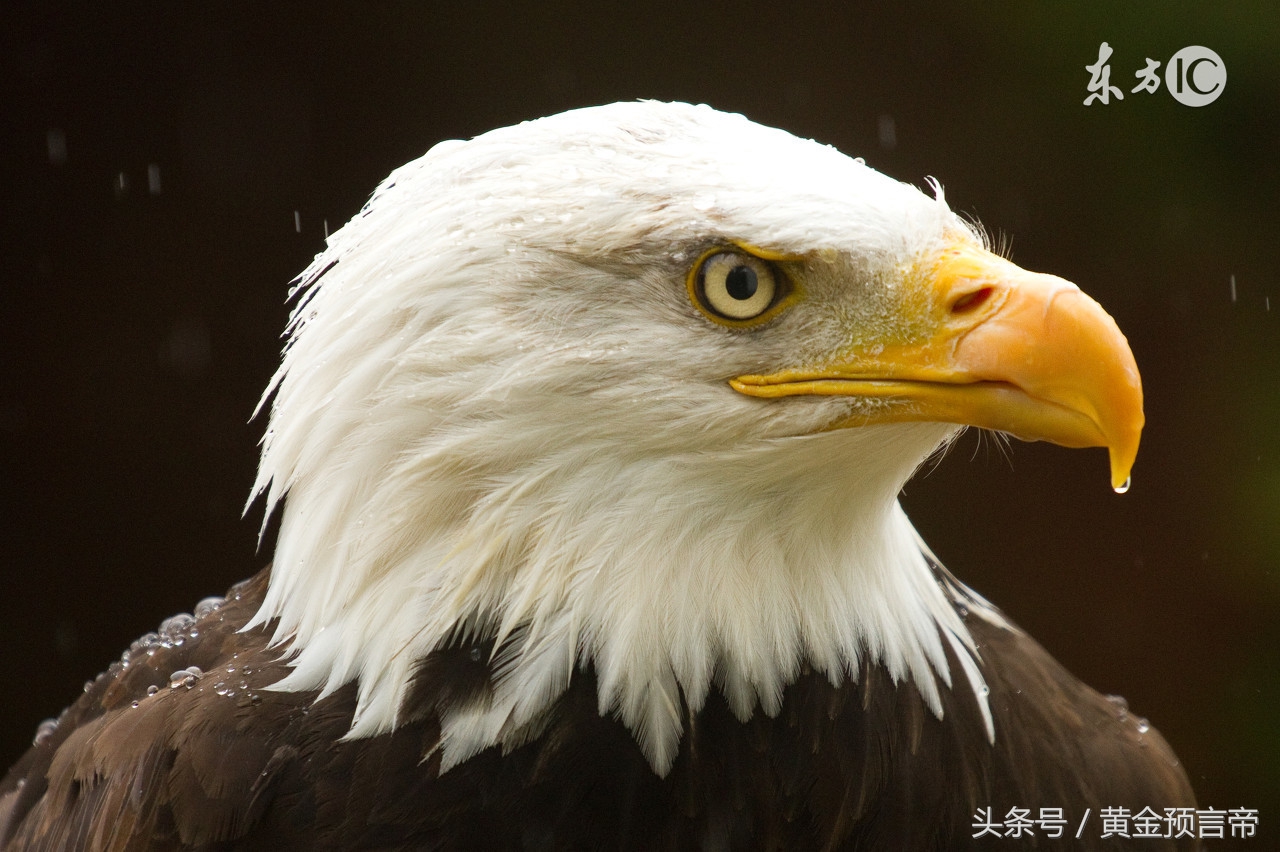 黄金应该什么时候出手,黄金何时见顶