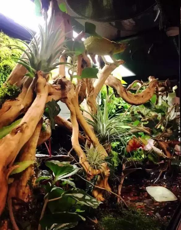 雨林缸生态水景,家居小鱼缸造景