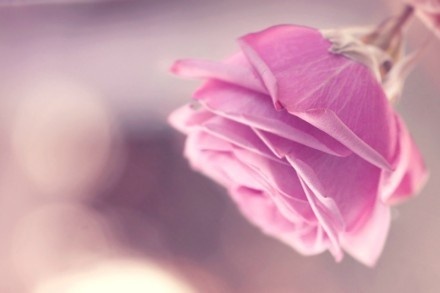 生肖婚配宜忌速查,十二生肖合婚准到吓人