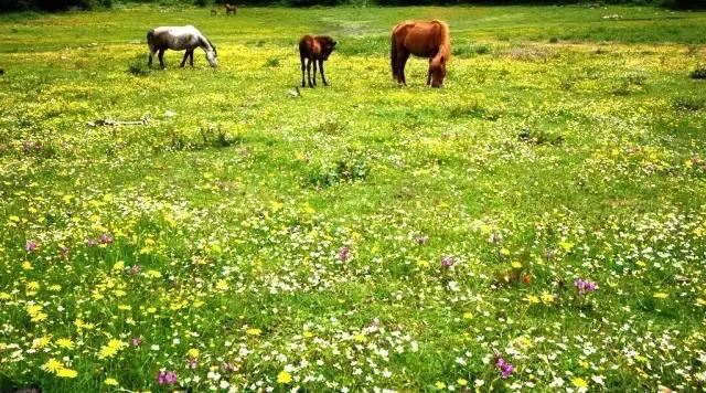 川西最美草原,川西绝美小众秘境草地