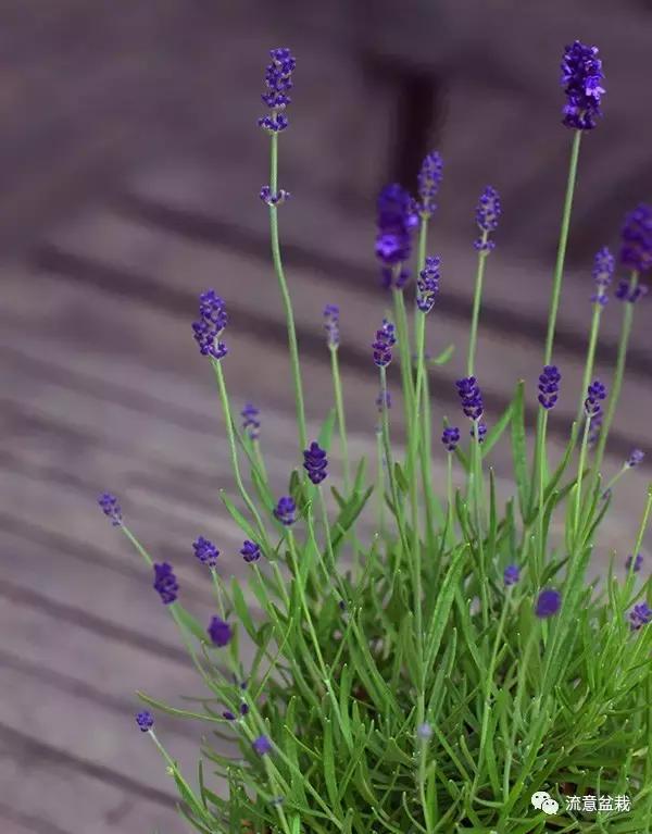 薰衣草可以用盆栽养吗,薰衣草花在家里可以养吗