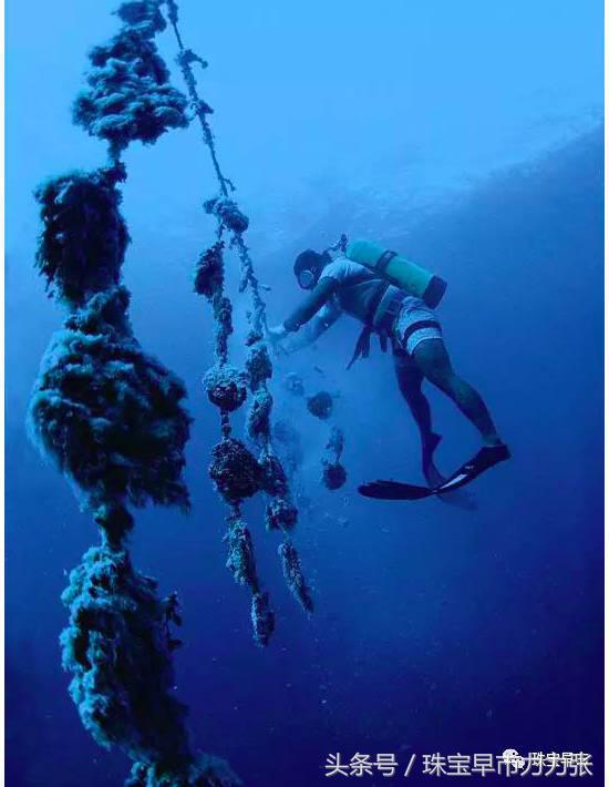 真正的野生珍珠图片,野生珍珠贵吗