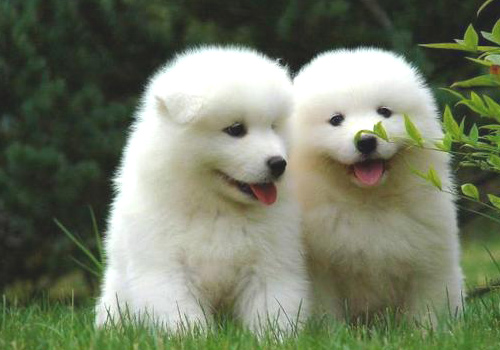 萨摩耶幼犬软便,萨摩成犬拉软便怎么办