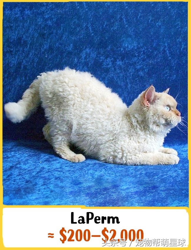 猫什么品种最值得买,猫的奢侈品种有哪些