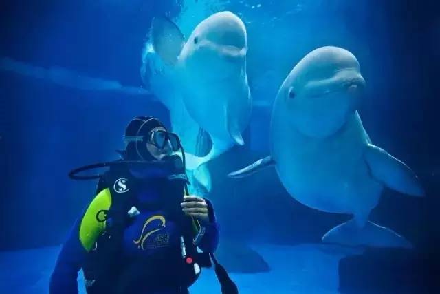 极地海洋世界年卡包含哪些,极地海洋世界惠民票