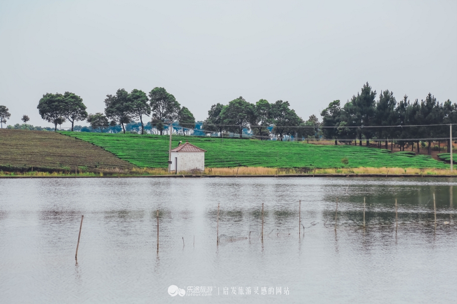 去木子山庄感受禅意，去观察奇曲茶