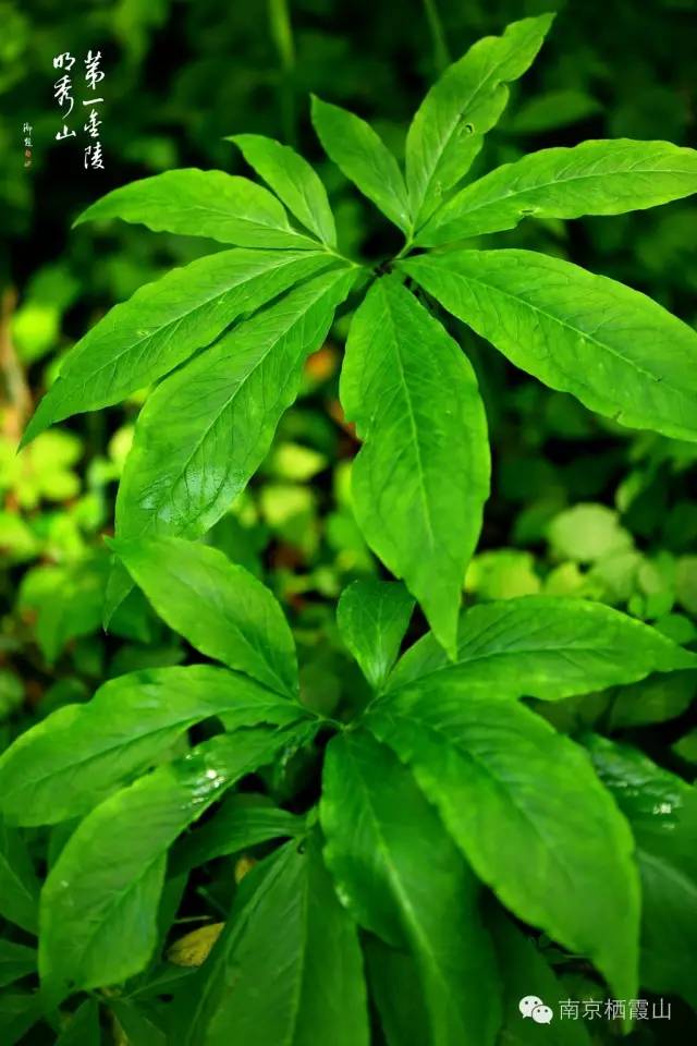 栖霞山丨夏至：翻空白鸟时时见，照水红蕖细细香