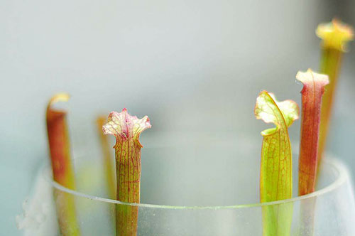 家居草缸,草缸可以放绿萝吗