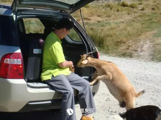 痛哭！即使今天抢不到新西兰打工旅行签证，也不能放弃新西兰啊！