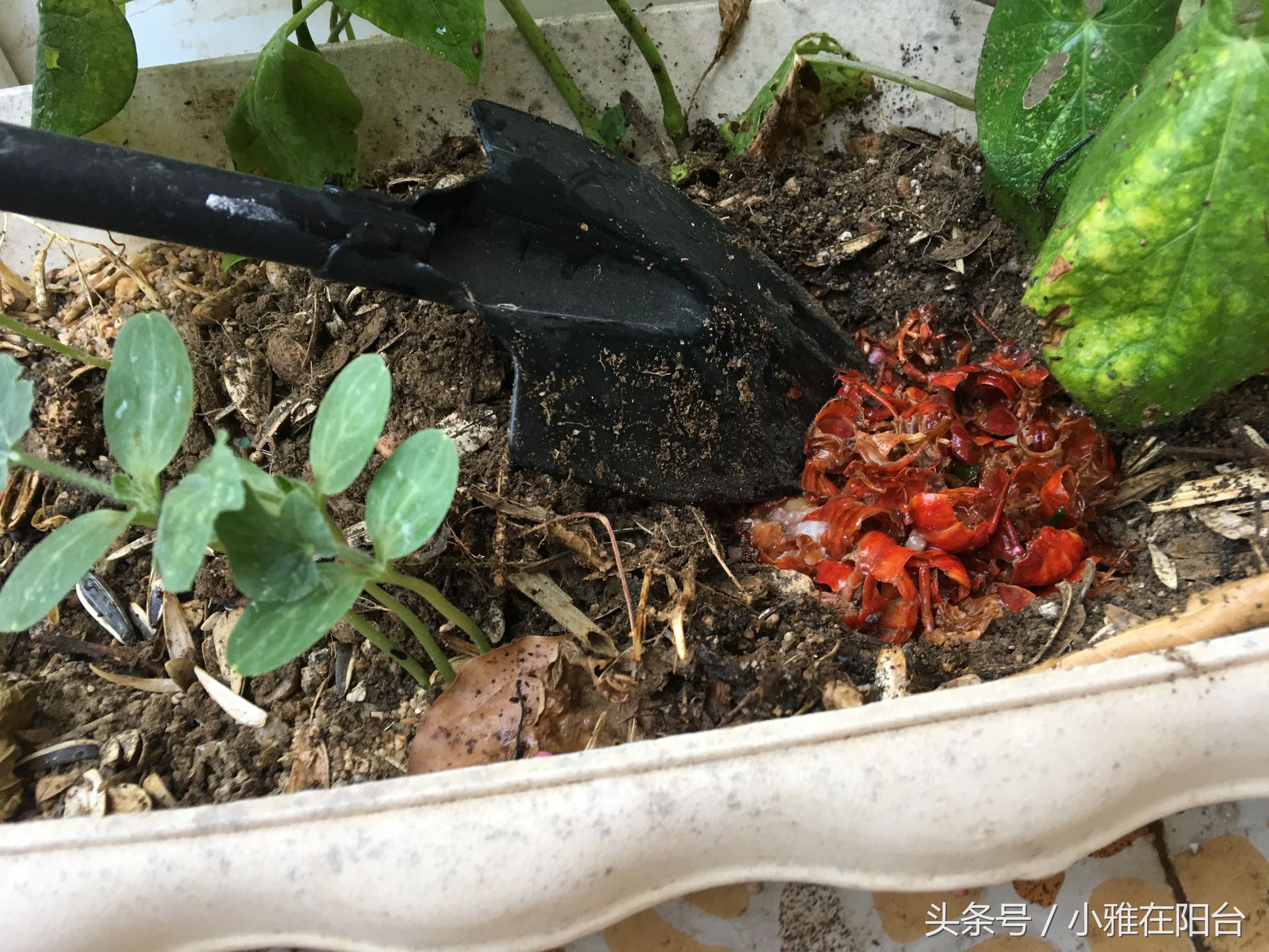 怎么用树叶沤制养花的肥土,一个养花的好方法特别简单