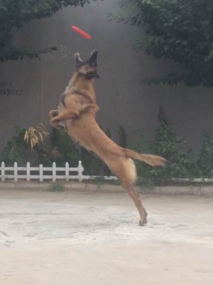 怎么训练马犬接飞盘,怎么训练马犬空中咬物