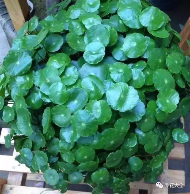 夏季发财树一般多少天浇水一次 (夏季多肉晴天浇水还是雨天浇水)