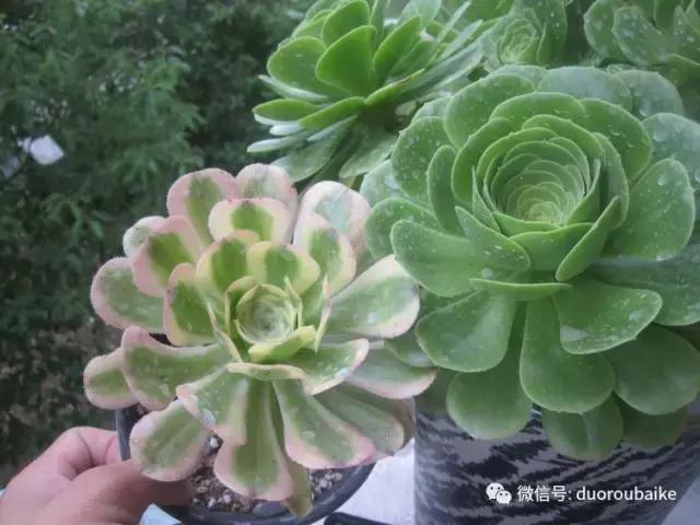 黑法师根部黑腐应该怎么处理,法师黑腐最佳治疗方法