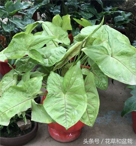 能吸甲醛的植物盆栽有哪些,吸甲醛最好的植物排名最好养的