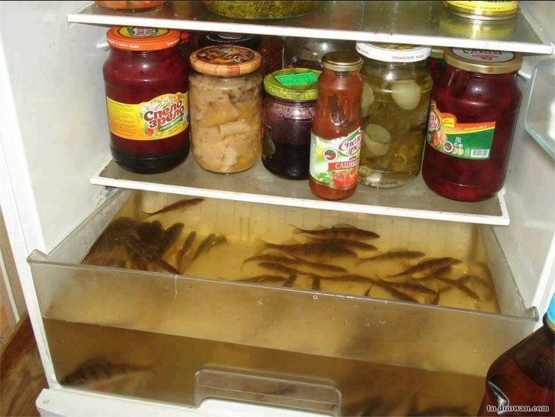 每日一笑佛系猫咪图片,每日一笑中二少年的寻猫启事