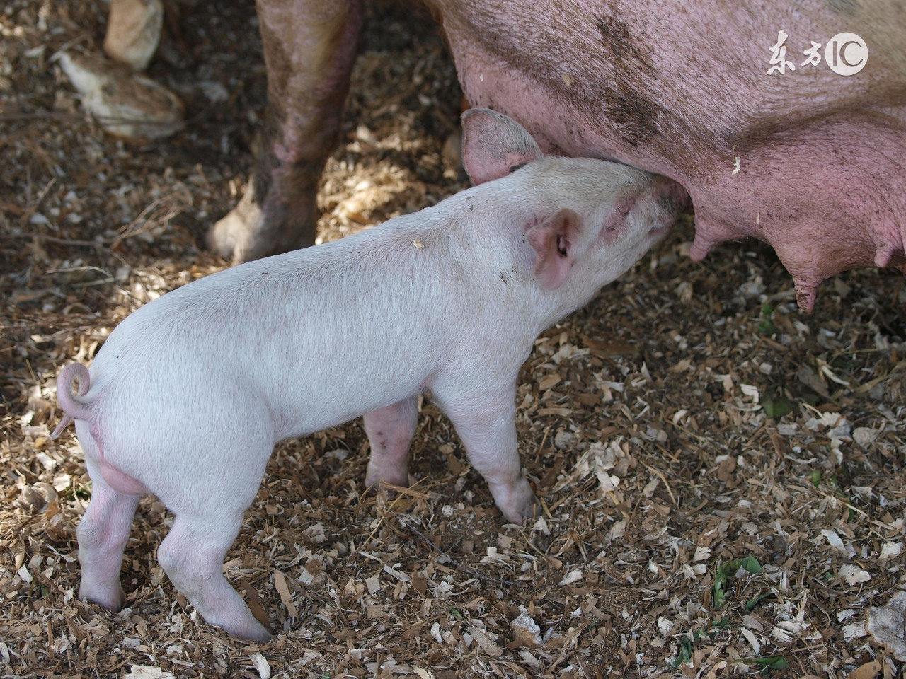 酷夏母猪受胎率低下？做到这几点，让你的母猪变成超生婆！