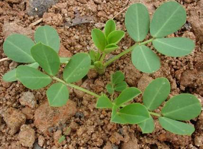 花生出苗后生杂草用什么除草剂,花生杂草封闭除草剂