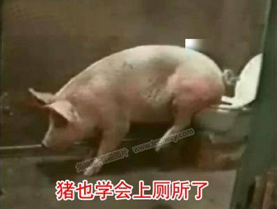 每日一笑佛系猫咪图片,每日一笑中二少年的寻猫启事