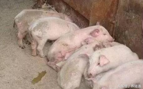 猪拉稀又不吃怎么办,兽医老丁讲猪拉稀