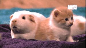 秘鲁豚鼠纪录片,豚鼠秘鲁荷兰猪