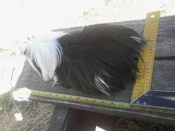 秘鲁巨型豚鼠介绍,秘鲁巨型豚鼠好养吗