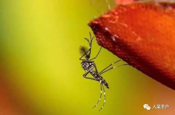 昆虫的嗅觉非常灵敏,昆虫没有嗅觉吗