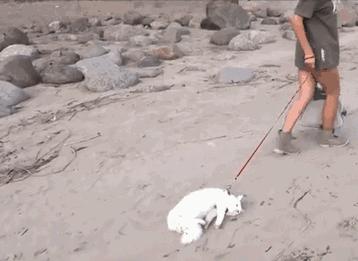 讲真｜论跑步，你可能还不如你家狗！