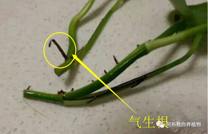 绿萝植物养护,绿萝植物养护知识