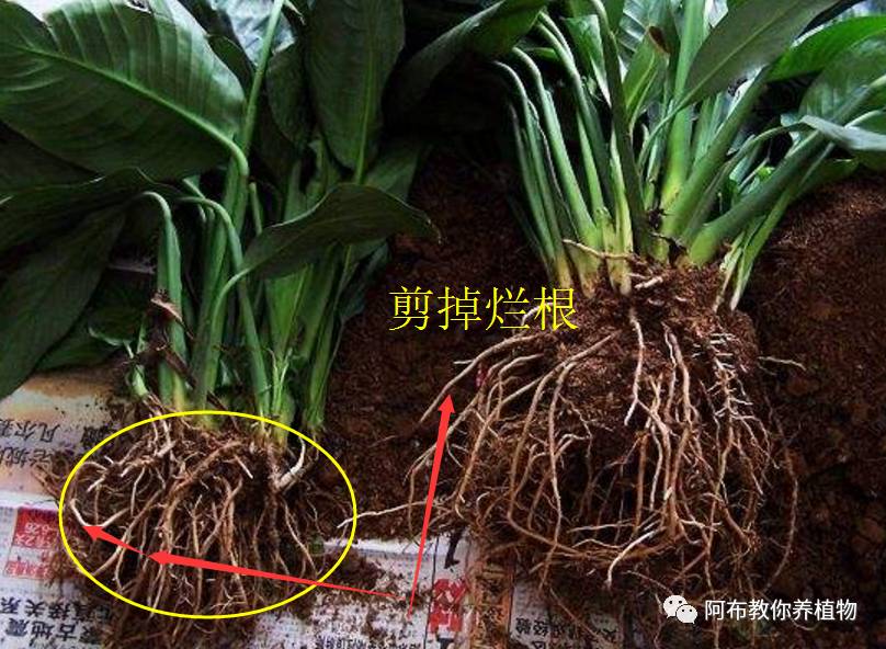 绿萝植物养护,绿萝植物养护知识