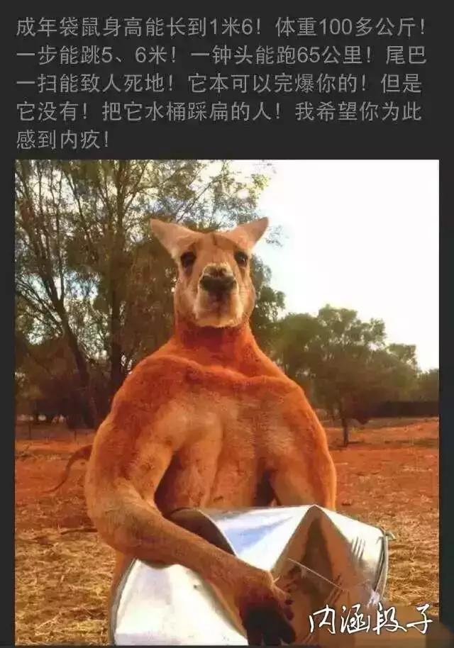 搞笑笑话笑到肚子疼大猩猩,笑话超级搞笑的