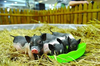 致富带头人励志故事,十大青年创业致富带头人