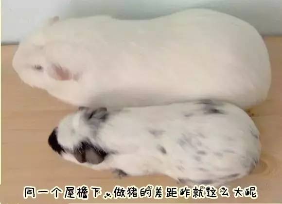 秘鲁巨型豚鼠介绍,秘鲁巨型豚鼠好养吗