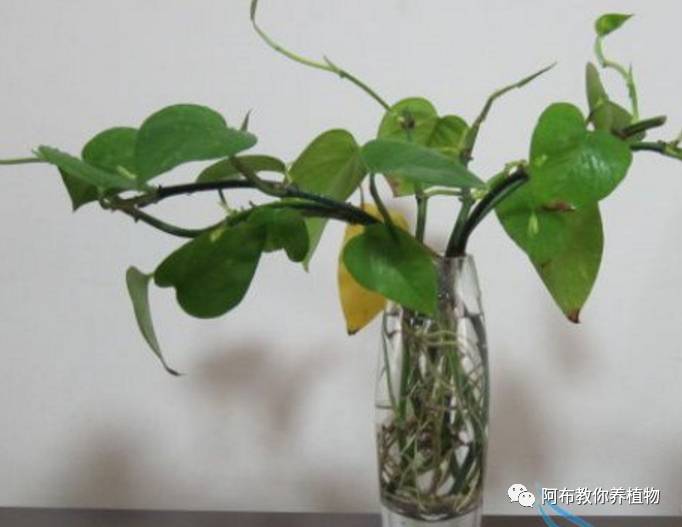 绿萝植物养护,绿萝植物养护知识