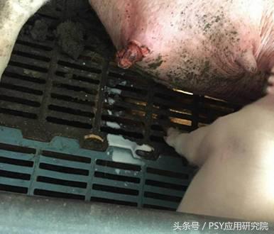 母猪泌乳期间能用阿维菌素驱虫吗,母猪奶水有问题打什么针