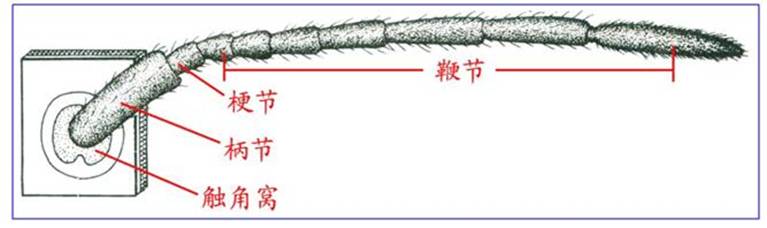 昆虫的嗅觉非常灵敏,昆虫没有嗅觉吗
